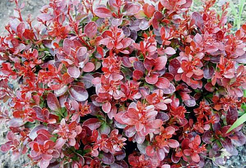 Барбарис Тунберга Berberis thunbergii Bagatelle 