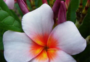 Плюмерия Plumeria Violet Gray 