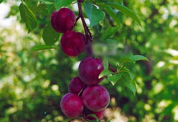 Сливово-вишневый гибрид Prunus domestica х cerasus Десертная дальневосточная