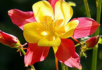 Аквилегия или Водосбор или Цветок Эльфов Aquilegia Kansas 
