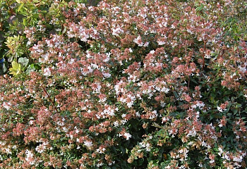 Абелия крупноцветковая  Abelia grandiflora Little Richard 