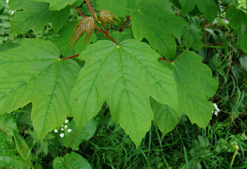 Клён ложноплатановый Acer pseudoplatanus 