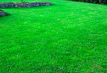 Трава газонная Универсальная 