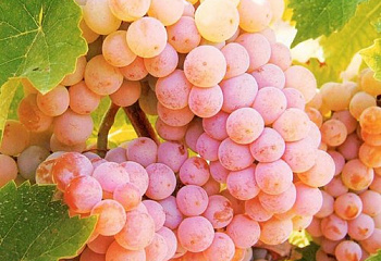 Виноград плодовый Vitis vinifera Гурзуфский розовый