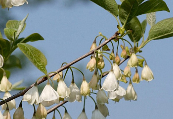Галезия (Ландышевое дерево) Halesia Mollis 