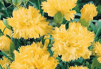 Гвоздика  Diánthus Golden Cross 