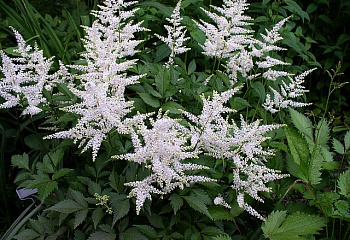 Астильба Astilbe Whasingthon 