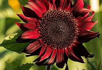 Гелиантус (Подсолнечник декоративный) Helianthus Red Wave Hybrid 