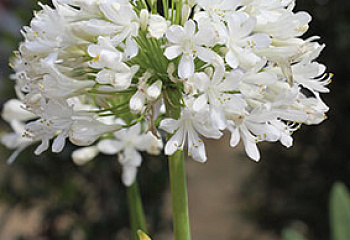 Лилия африканская или Цветок любви Agapanthus White Ice 