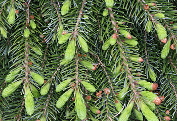 Ель сербская Picea omorika Pendula Bruns 
