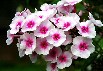 Флокс Phlox Omega 