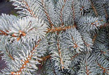 Ель колючая Picea pungens Glauca 