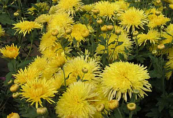 Хризантема Chrysanthemum Sonechko 