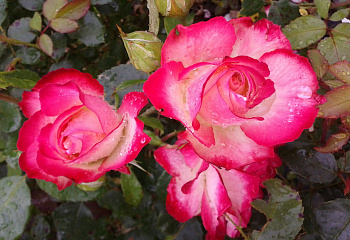 Роза Rósa Rose Gaujard 