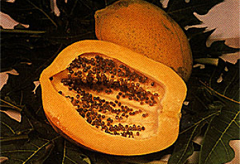 Папайя или Дынное дерево Carica papaya Hortus Gold 