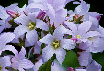 Колокольчик Campánula Loddon Anne 