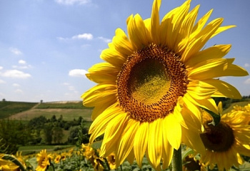 Подсолнечник Sunflower Rimi 