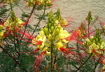 Цезальпиния или Цветок райской птицы  Caesalpinia gillesii  