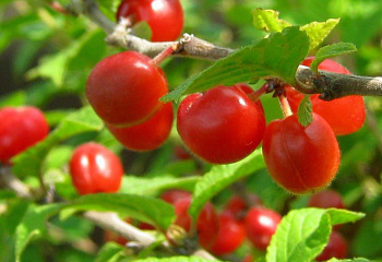 Вишня войлочная Prunus tomentosa Алтана
