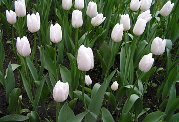 Тюльпан Túlipa Diana 