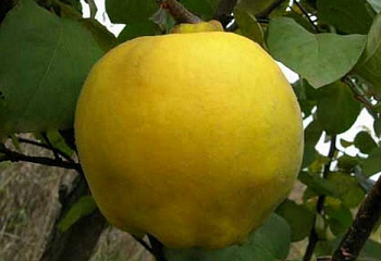 Айва крупноплодная Cydonia oblonga Голотлинская яблоковидная
