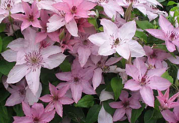 Клематис Clématis Hagley Hybrid 