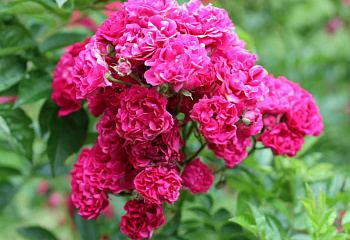 Роза Rósa Crimson Rambler 