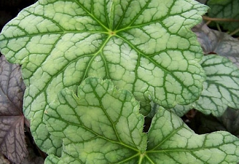 Гейхера  Heuchera Mint Frost 
