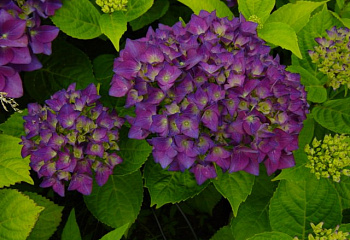 Гортензия крупнолистная Hydrangea macrophylla Schone Bautznerin violet 