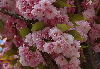 Вишня - сакура Prunus serrulata Kanzan 