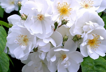 Роза Rósa Bobbie James 