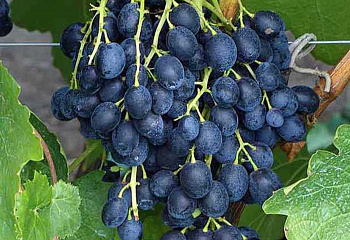Виноград плодовый Vitis vinifera  Attica