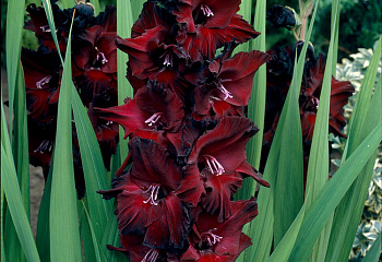  Гладиолус Gladíolus Black Star 