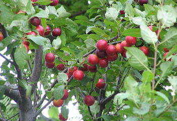 Алыча Prunus divaricataм Черноплодная ранняя