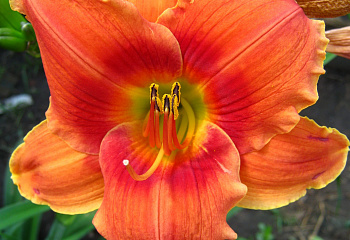 Лилейник Hemerocállis Avante Garde 