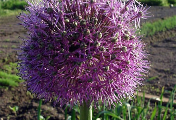 Декоративный лук или Аллиум стебельчатый Allium stipitatum 