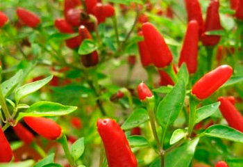 Перец острый Hot pepper Thai Hot Culinary 