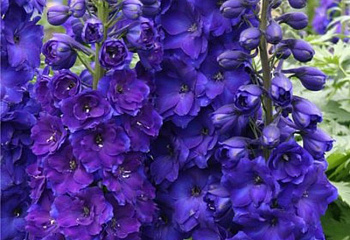 Дельфиниум Delphinium Pagan Purples 