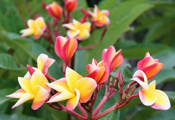 Плюмерия Plumeria Rose 