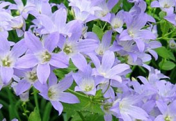 фото: колокольчик молочноцветковый Caerulea колокольчик молочноцветковый Caerulea