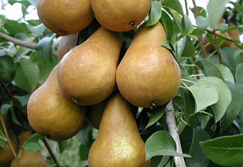 Груша Pýrus Beurre Bosc