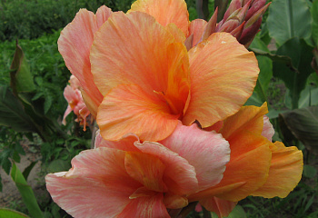 фото: Канна Canna Apricot Dream Канна Canna Apricot Dream