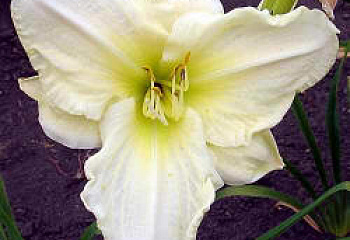 фото: Лилейник White Temptation Лилейник White Temptation