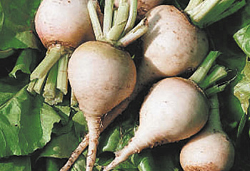 Свекла Beet Albina Vereduna 