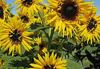 Гелиантус (Подсолнечник декоративный) Helianthus Frilly Hybrid 