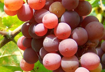 Виноград винный Vitis vinifera  Traminer