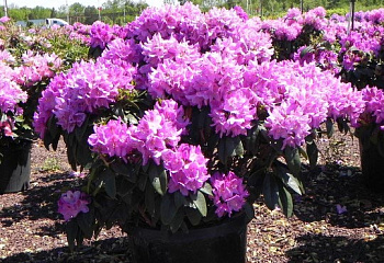 Рододендрон Elegans 