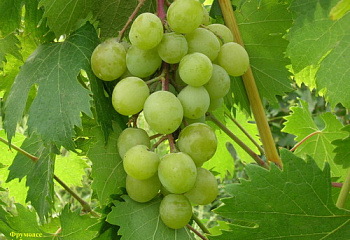 Виноград плодовый Vitis vinifera Frumoasa Alba