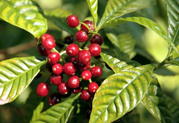 Кофейное дерево Coffee  Oaxaca Pluma 