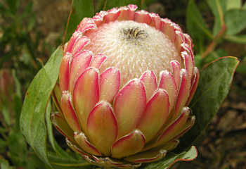 Протея или Сахарный кустарник Protea Susara 